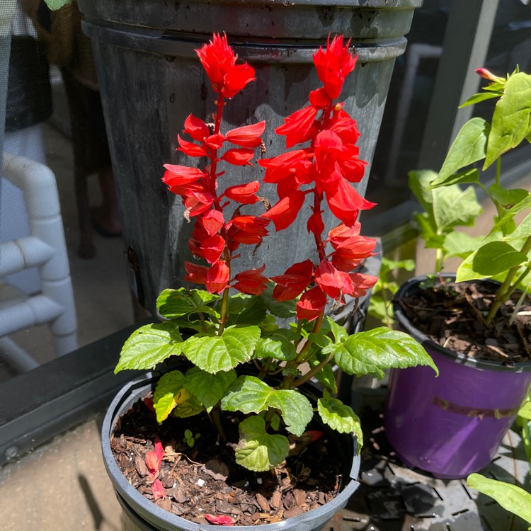 Plant image Salvia splendens