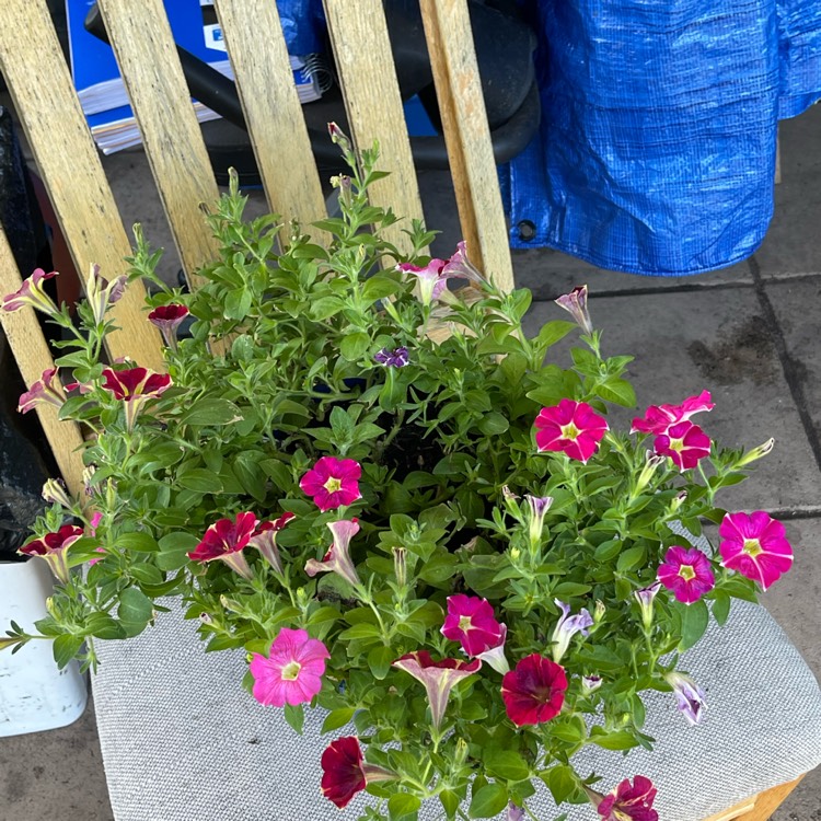 Plant image Petunia Queen Of Hearts