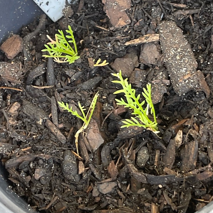 Plant image Gilia tricolor