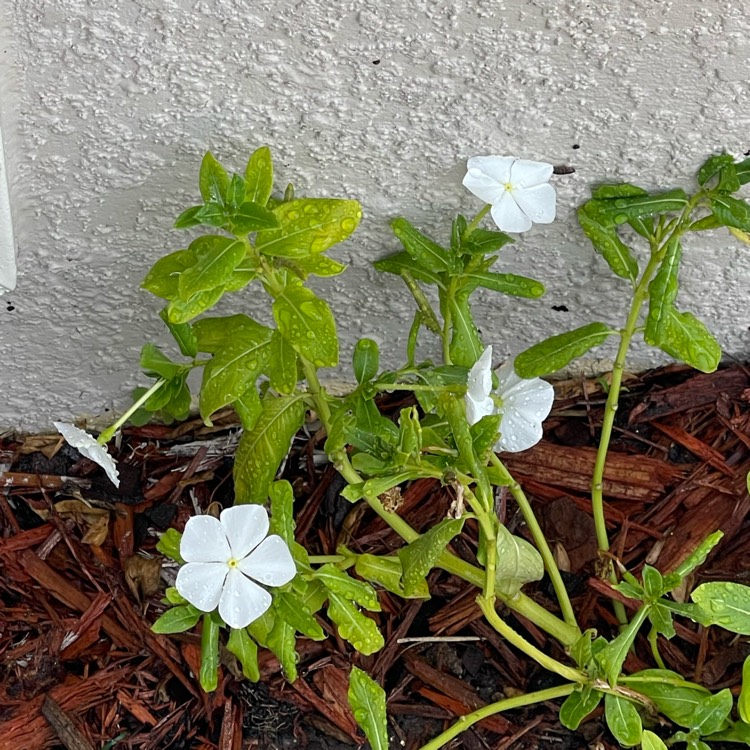 Plant image Catharanthus roseus 'Cora XDR Polka Dot'