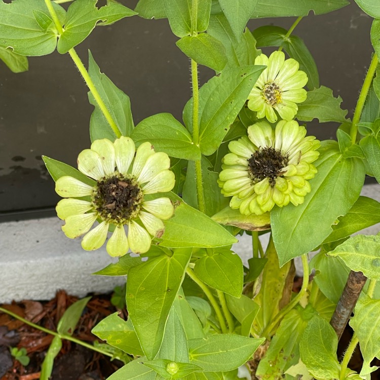 Plant image Zinnia elegans 'Envy' syn. Zinnia elegans 'Green Envy'