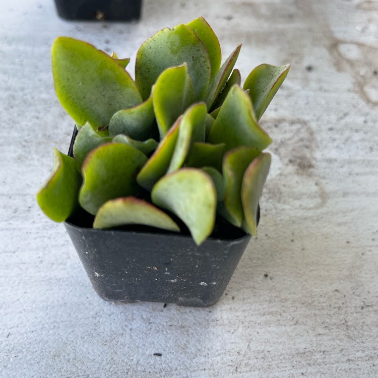 Plant image Crassula Arborescens Ssp. Undulatifolia