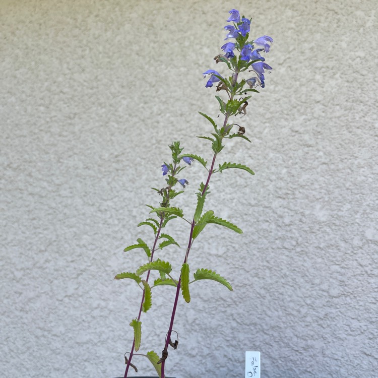 Plant image Physostegia virginiana