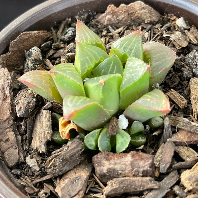 Plant image Haworthia cooperi Var. 'Cooperi'