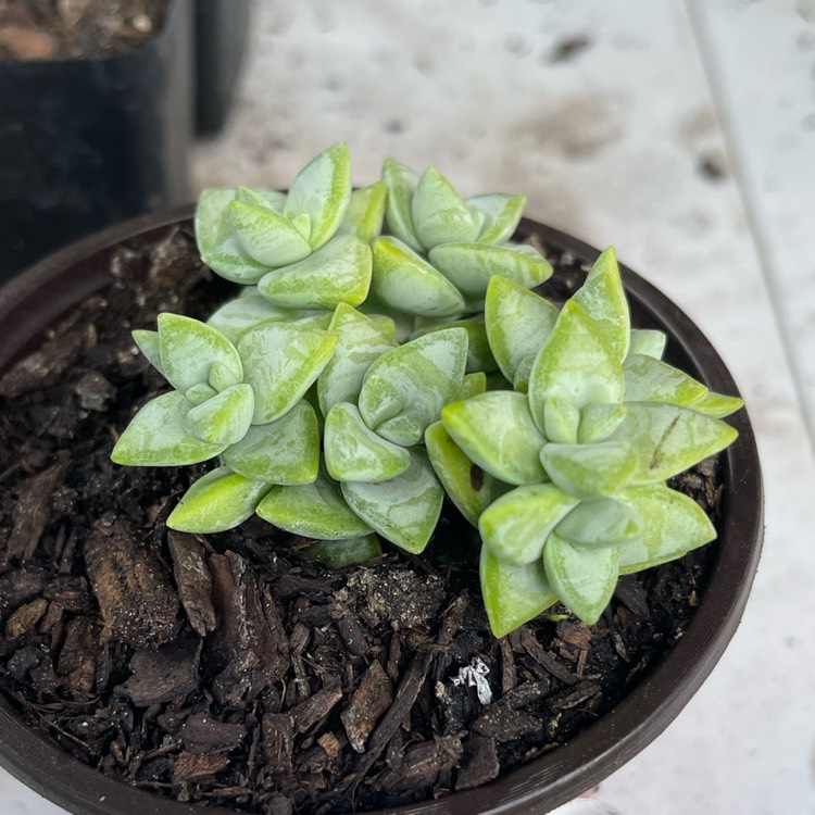 Plant image Crassula rupestris 