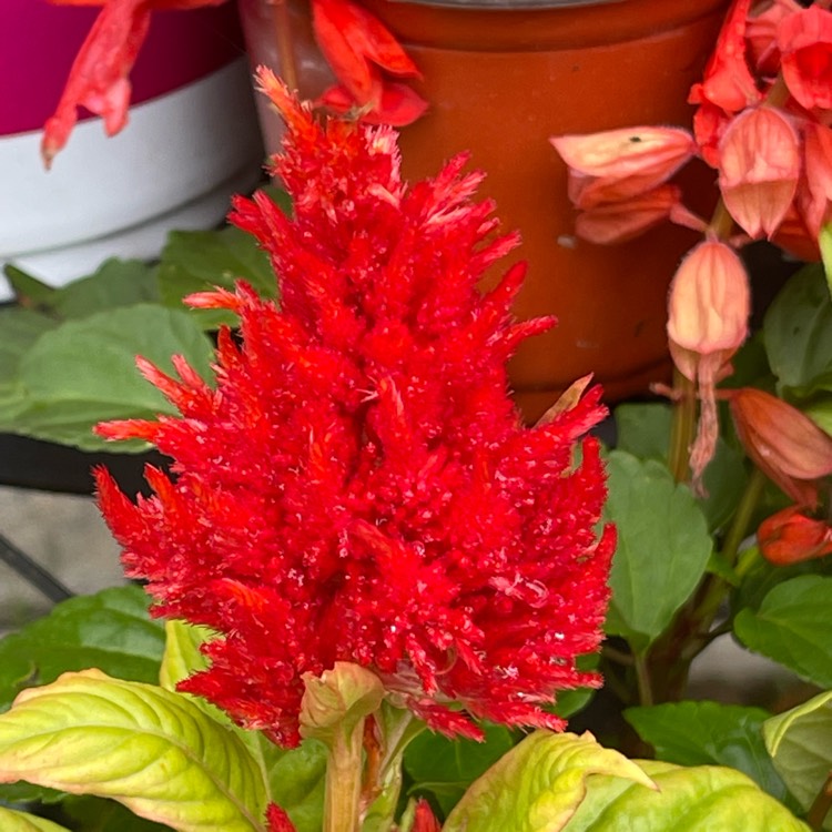 Plant image Celosia plumosa