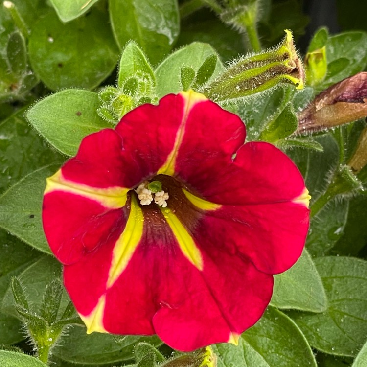 Plant image Petunia Queen Of Hearts