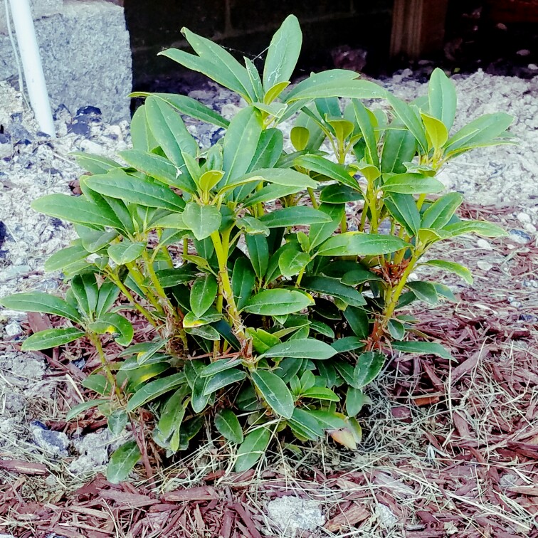 Rhododendron 'Cheer'