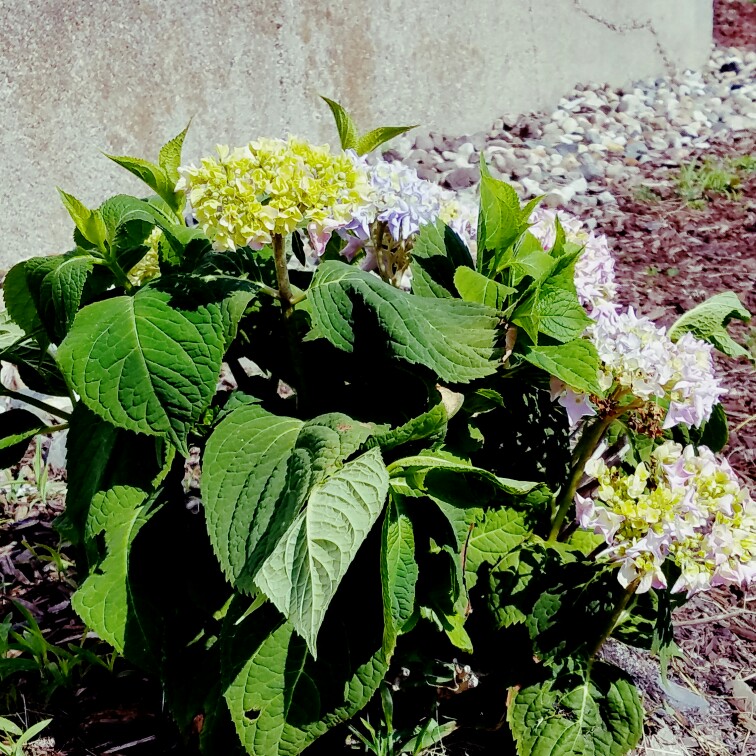 Hydrangea