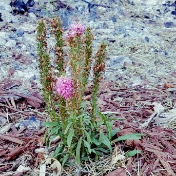 Spiked Speedwell 'Rotfuchs'