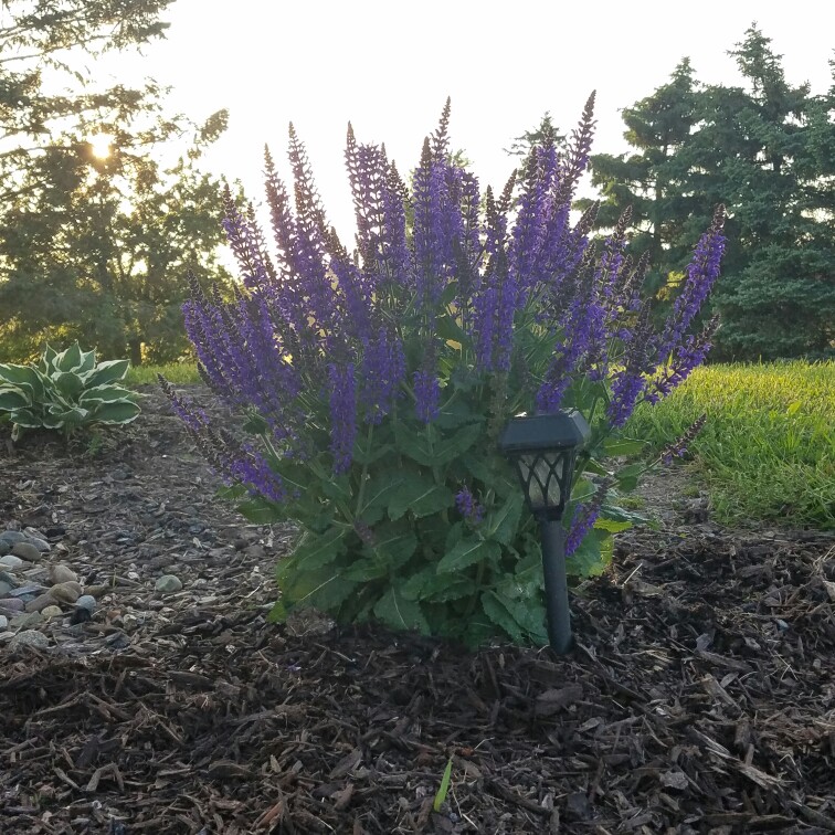 Wood Sage 'Blauhugel'