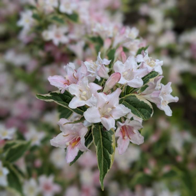 Plant image Weigela 'Kosteriana Variegata'