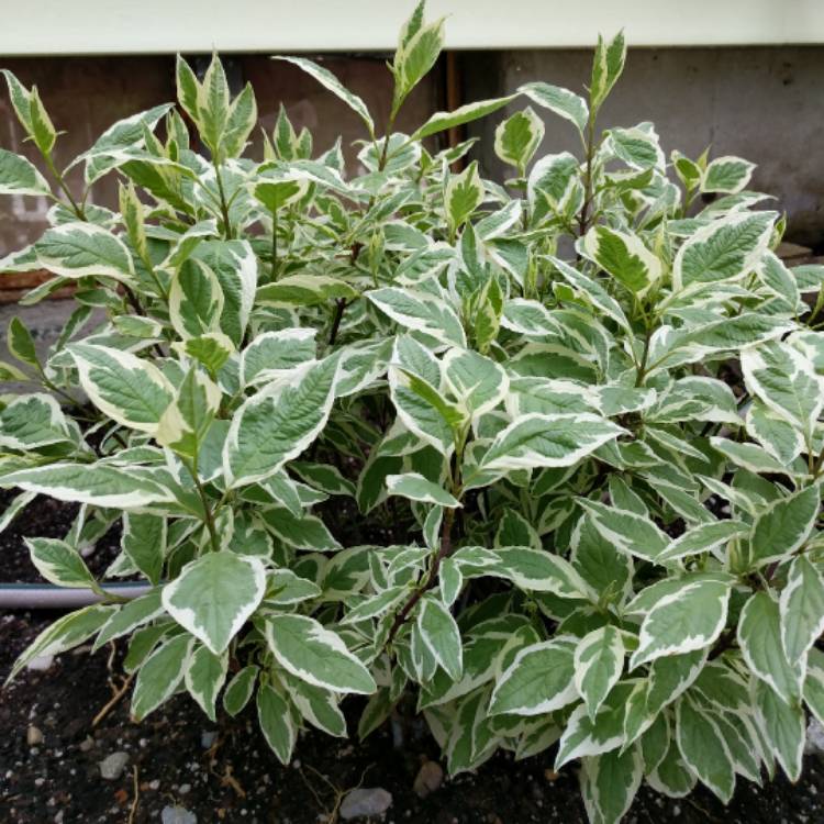 Plant image Cornus Alba 'Bailhalo'