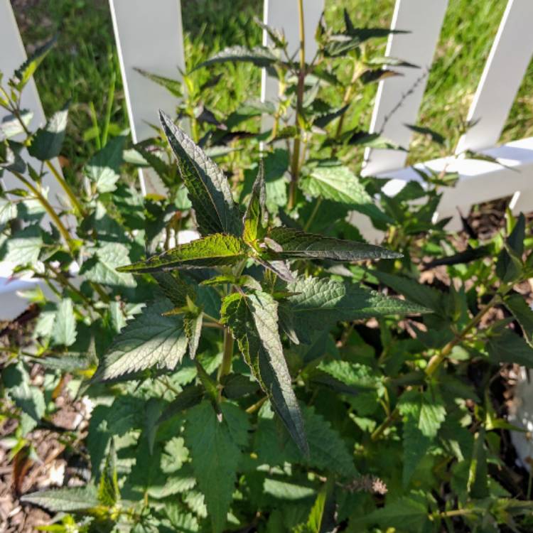 Plant image Agastache 'Blue Blazes'