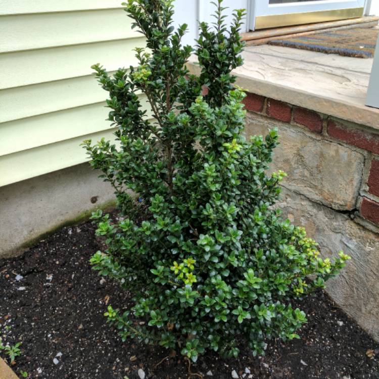 Plant image Ilex crenata 'Dark Green'