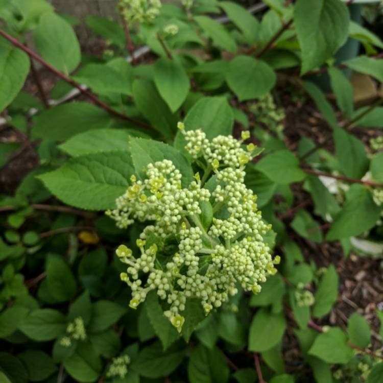 Plant image Hydrangea paniculata 'Wim's Red'