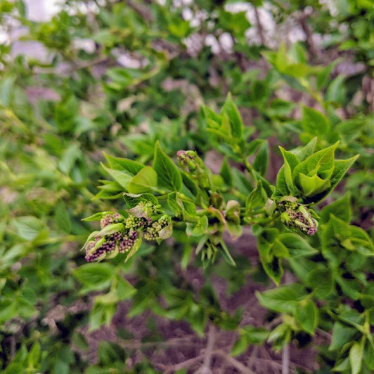 Plant image Syringa 'Morjos 060f' syn. Syringa 'Josee'