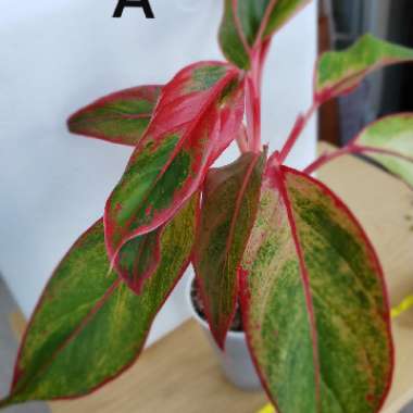 Aglaonema 'Siam'