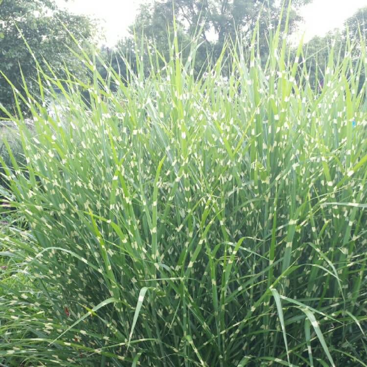 Plant image Miscanthus sinensis 'Zebrinus'