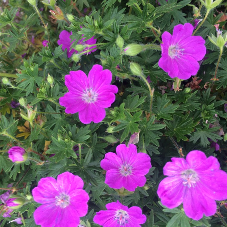 Plant image Geranium pratense