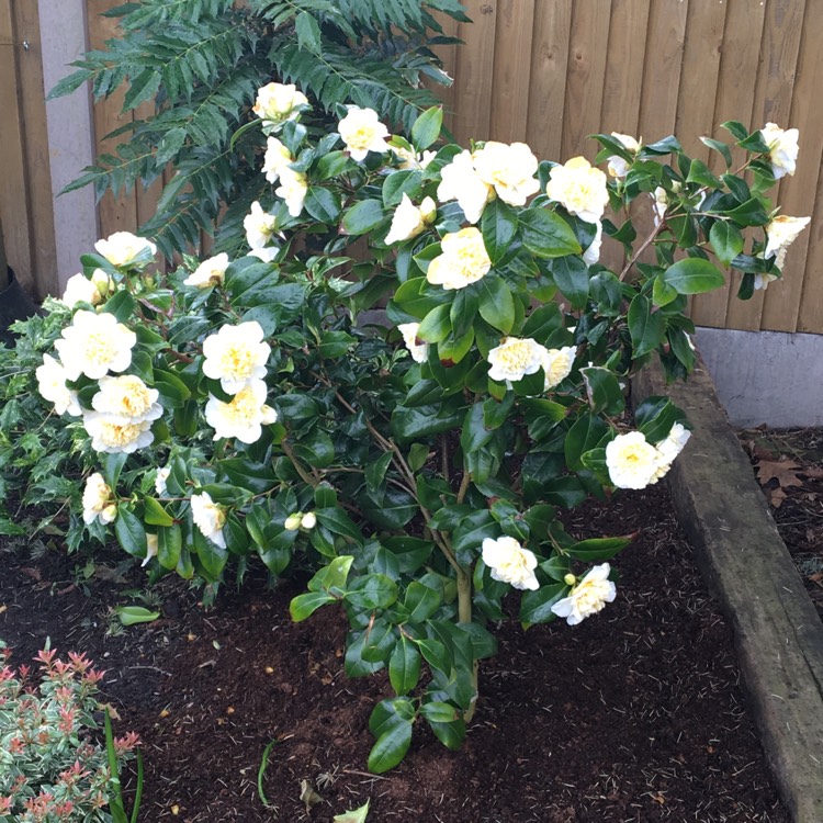 Plant image Camellia japonica 'Brushfield's Yellow'