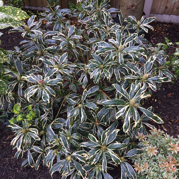 Plant image Rhododendron 'Silver Edge'