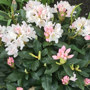 Rhododendron 'Cunninghams White'