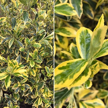 Euonymus fortunei 'Emerald 'n' Gold'