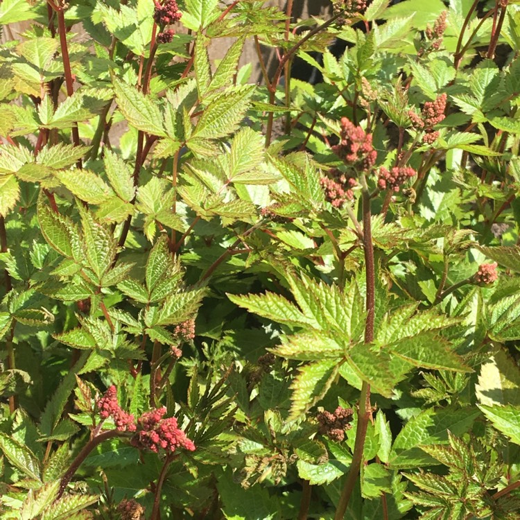 Plant image Astilbe x japonica 'Europa'