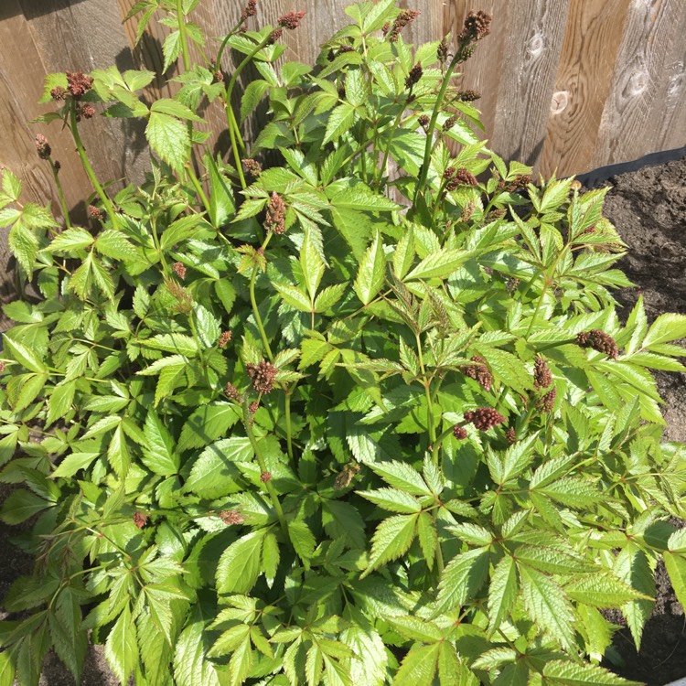 Plant image Astilbe x arendsii 'Fanal'