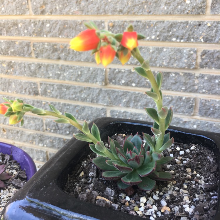 Plant image Echeveria Joan Daniel