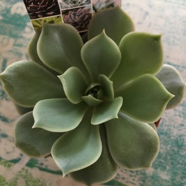 Echeveria 'Runyonii'