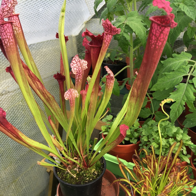 Illumines Pink Pitchers