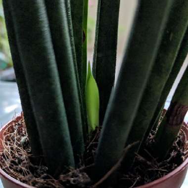 Snake Plant 'Mikado'