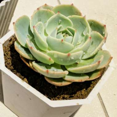 Echeveria 'Chihuahuaensis'