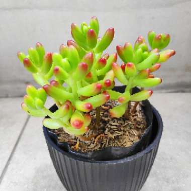 Sedum 'Blue Jelly Bean'