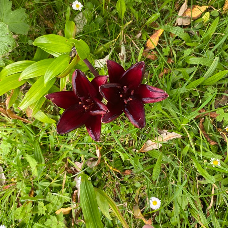 Plant image Lilium 'Landini'