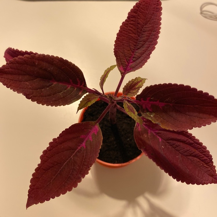 Plant image Plectranthus scutellarioides 'Burgundy Sun'