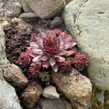 Sempervivum