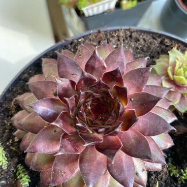 Sempervivum 'Dark Beauty'