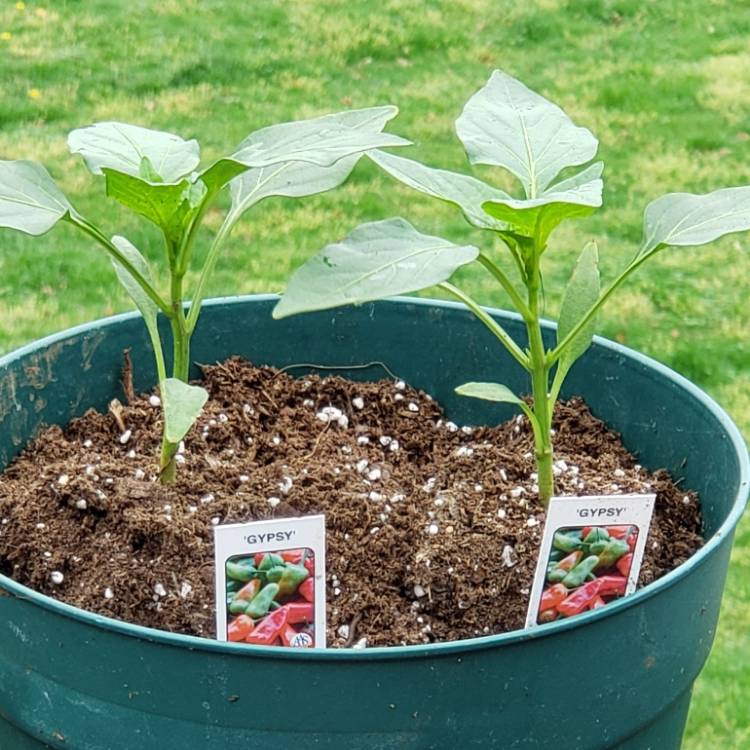 Plant image Capsicum 'Gypsy'