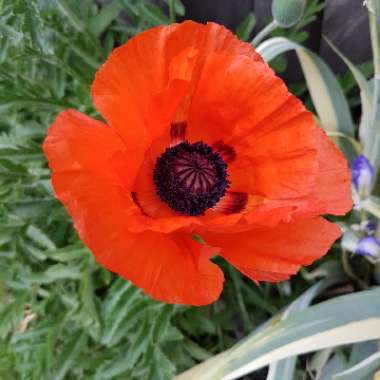 Poppy