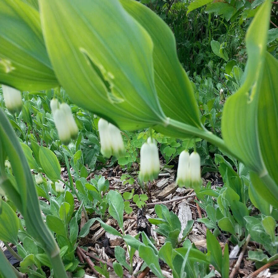 Robert's garden