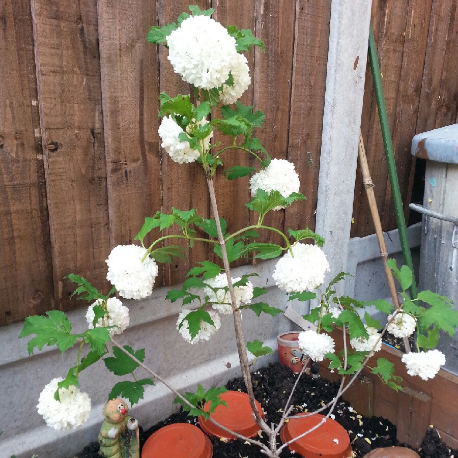 European Snowball Bush