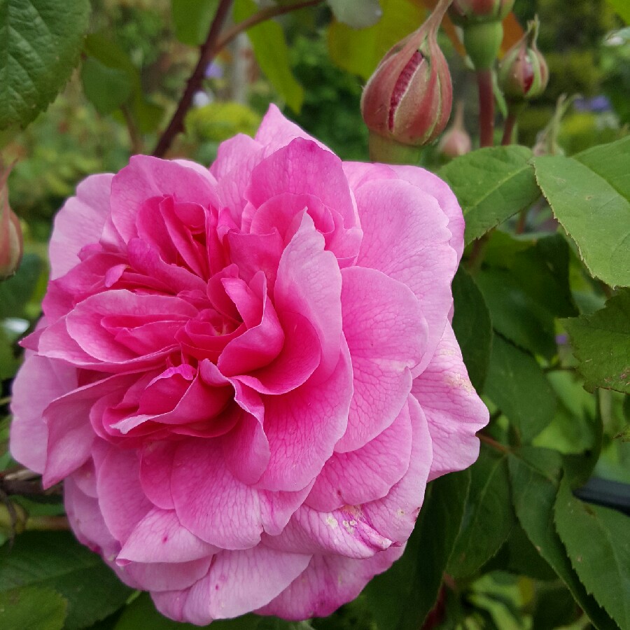 Rose 'Gertrude Jekyll' (Shrub)