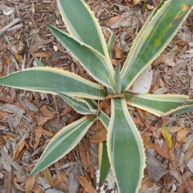 Agave Americana 'Marginata'