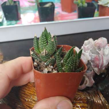 Haworthia 'Zebra'