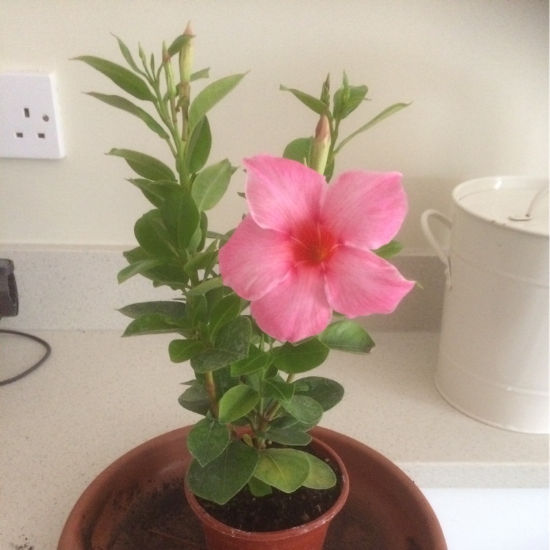 Plant image Mandevilla Sanderi syn. Dipladenia 'Scarlet Pimpernel'