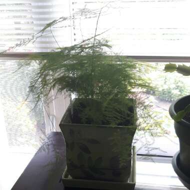 Common Asparagus Fern