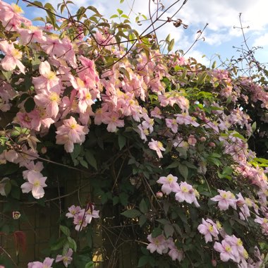 Clematis montana